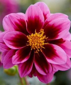 Roots Plants Dahlias Dahlia 'Dahlietta Surprise Demi'