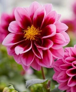 Roots Plants Dahlias Dahlia 'Dahlietta Surprise Demi'