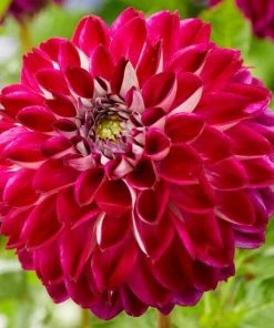 Roots Plants Dahlia 'Embassy' Dahlias