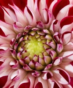 Roots Plants Dahlia 'Embassy' Dahlias