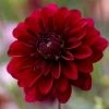 Roots Plants Dahlia 'Karma Naomi'