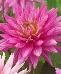 Roots Plants Dahlia 'Karma Pink Corona'