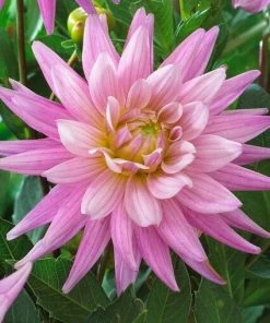 Roots Plants Dahlia 'Karma Pink Corona'