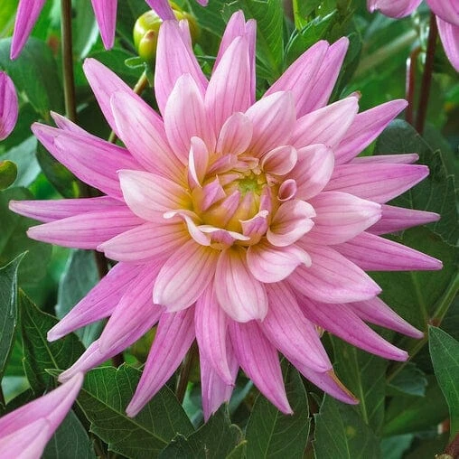 Roots Plants Dahlia 'Karma Pink Corona' 4 Roots Plants Dahlia 'Karma Pink Corona'