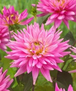 Roots Plants Dahlia 'Karma Pink Corona' 7 Roots Plants Dahlia 'Karma Pink Corona'