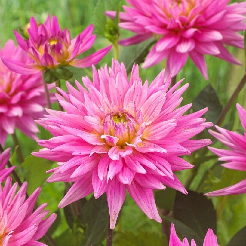 Roots Plants Dahlia 'Karma Pink Corona' 5 Roots Plants Dahlia 'Karma Pink Corona'