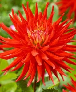 Roots Plants Dahlia 'Karma Red Corona' Dahlias