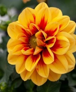 Roots Plants Dahlia 'Labella Medio Golden Eye' Dahlias