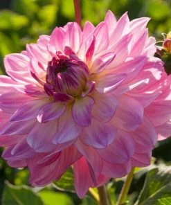 Roots Plants Dahlia 'Sincerity Rose Bicolour'