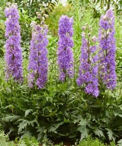 Roots Plants Perennials Delphinium 'Delgenius Breezin'