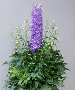 Roots Plants Perennials Delphinium 'Delgenius Breezin'