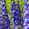 Roots Plants Delphinium 'Delgenius Glitzy' Perennials