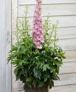 Roots Plants Delphinium 'Delgenius Juliette'