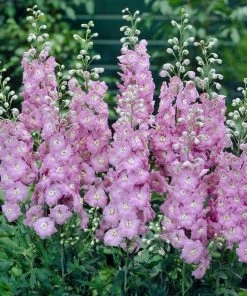 Roots Plants Perennials Delphinium 'elatum Strawberry Fair'
