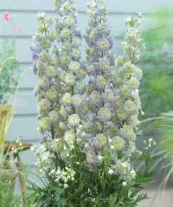 Roots Plants Perennials Delphinium 'Highlander Moonlight'