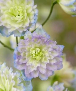 Roots Plants Perennials Delphinium 'Highlander Moonlight'