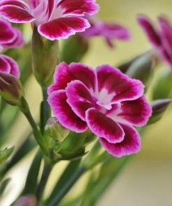 Roots Plants Perennials Dianthus 'Alpine Pink Flutterburst'