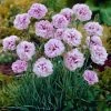 Roots Plants Dianthus 'Garden Pink Pink Ruffles'