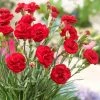Roots Plants Perennials Dianthus 'Scented Passion'