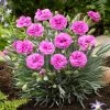 Roots Plants Dianthus 'Scented Tickled Pink'