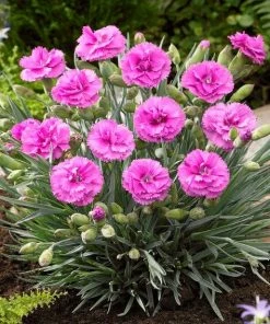 Roots Plants Dianthus 'Scented Tickled Pink'