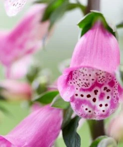 Roots Plants Foxglove 'Pink Panther' | Digitalis Perennials