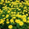 Roots Plants Doronicum 'Leonardo Compact'
