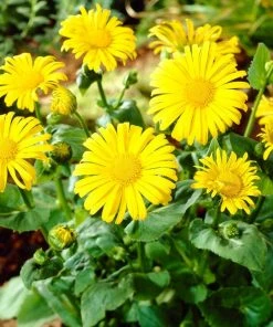 Roots Plants Doronicum 'Leonardo Compact'