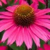 Roots Plants Echinacea 'Sensation Pink' Perennials 2 Roots Plants Echinacea 'Sensation Pink' Perennials