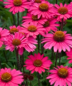 Roots Plants Echinacea 'Sensation Pink' Perennials 5 Roots Plants Echinacea 'Sensation Pink' Perennials
