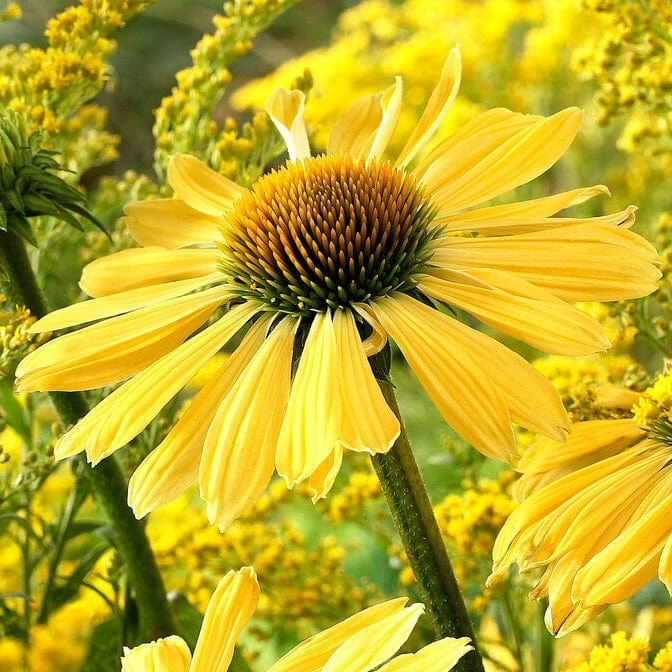 Roots Plants Echinacea 'Sunseekers Yellow' Perennials 3 Roots Plants Echinacea 'Sunseekers Yellow' Perennials
