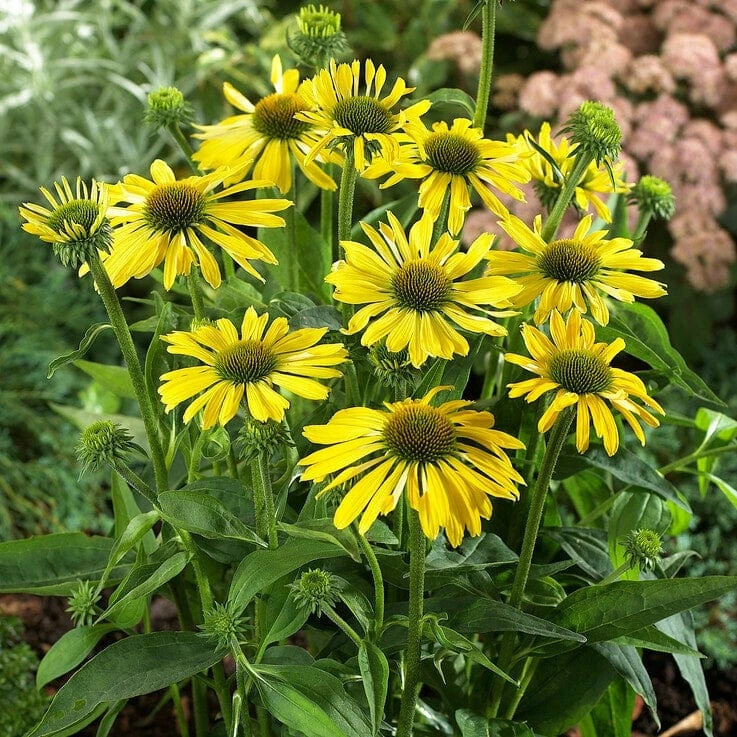 Roots Plants Echinacea 'Sunseekers Yellow' Perennials 4 Roots Plants Echinacea 'Sunseekers Yellow' Perennials