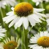 Roots Plants Echinacea 'White Meditation' Perennials 2 Roots Plants Echinacea 'White Meditation' Perennials