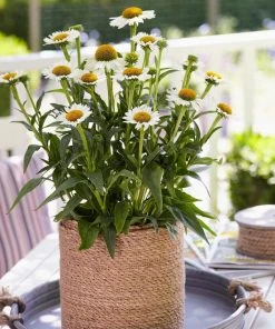 Roots Plants Echinacea 'White Meditation' Perennials