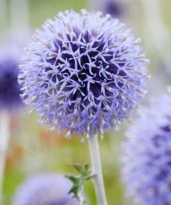 Roots Plants Perennials Echinops 'Ritro'