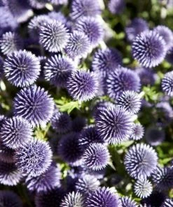 Roots Plants Perennials Echinops 'Ritro'
