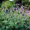 Roots Plants Perennials Echinops 'Ritro' 2 Roots Plants Perennials Echinops 'Ritro'