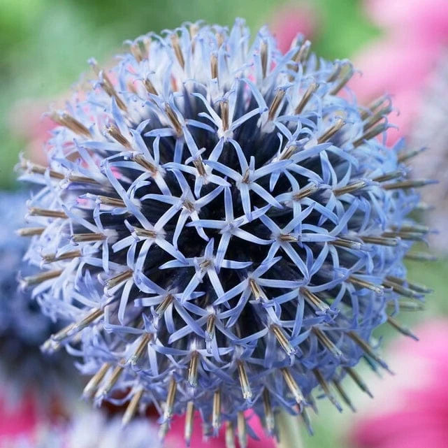 Roots Plants Echinops 'Taplow Blue' 4 Roots Plants Echinops 'Taplow Blue'