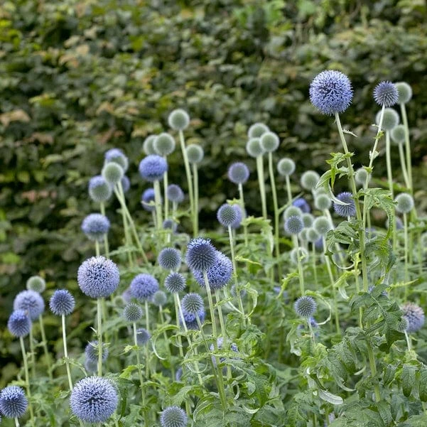 Roots Plants Echinops 'Taplow Blue' 5 Roots Plants Echinops 'Taplow Blue'