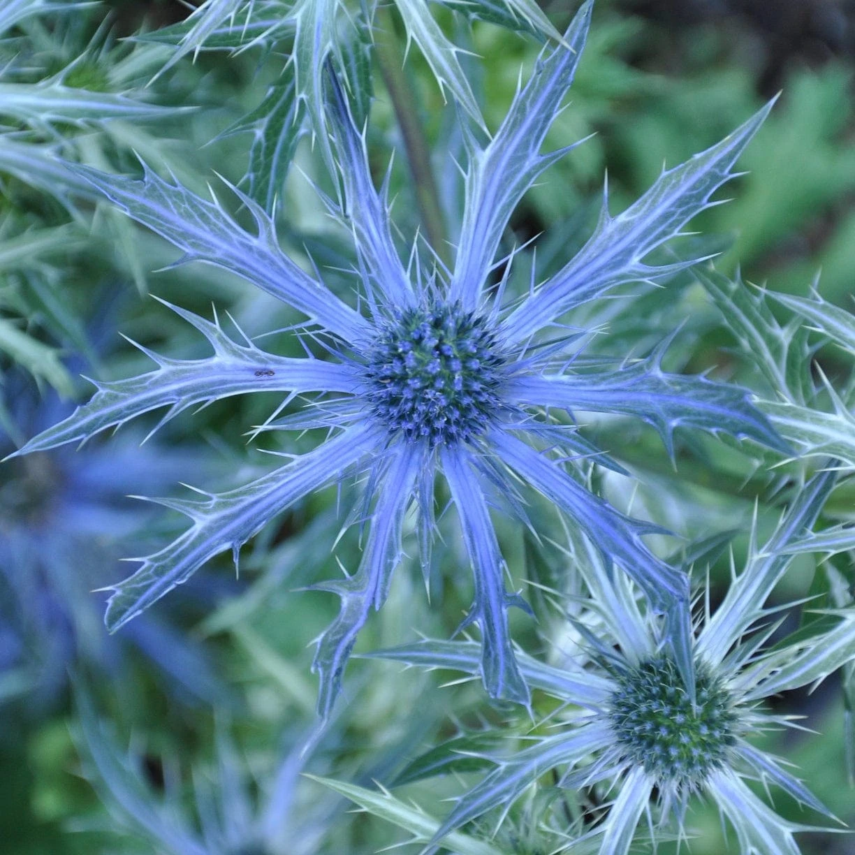 Roots Plants Eryngium 'Big Blue' 3 Roots Plants Eryngium 'Big Blue'