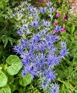 Roots Plants Eryngium 'Big Blue'