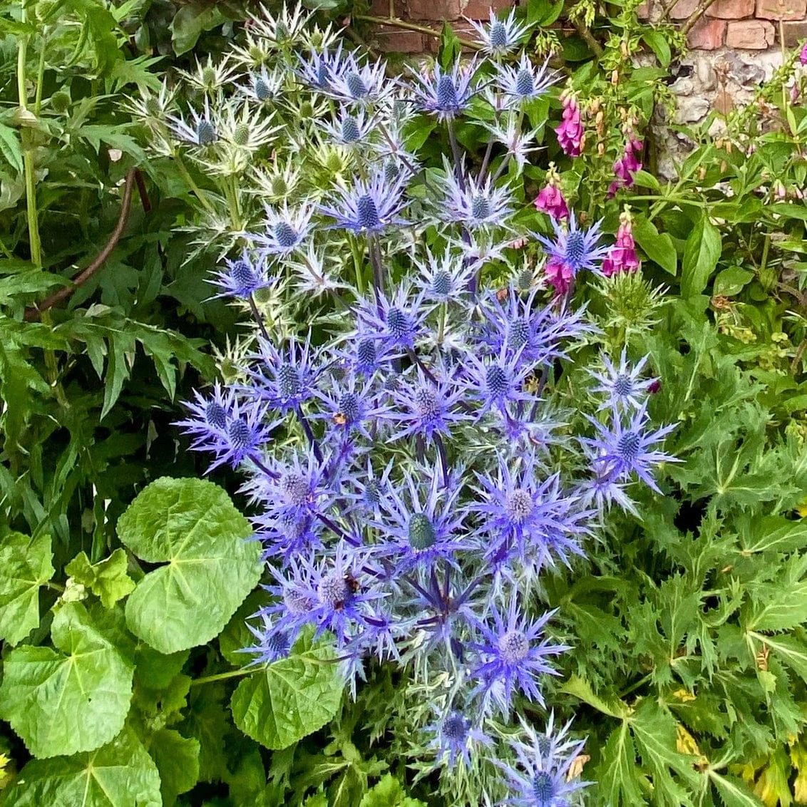 Roots Plants Eryngium 'Big Blue' 4 Roots Plants Eryngium 'Big Blue'