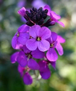 Roots Plants Perennials Erysimum 'Wallflower Poem Lilac'
