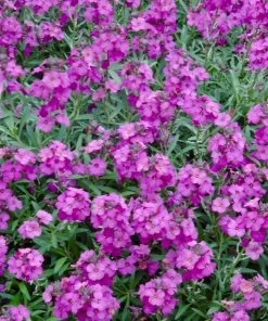 Roots Plants Perennials Erysimum 'Wallflower Poem Lilac'