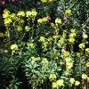 Roots Plants Perennials Erysimum 'Wallflower Winter Power'