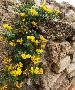 Roots Plants Perennials Erysimum 'Wallflower Winter Power'