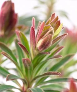 Roots Plants Perennials Euphorbia 'Martini'