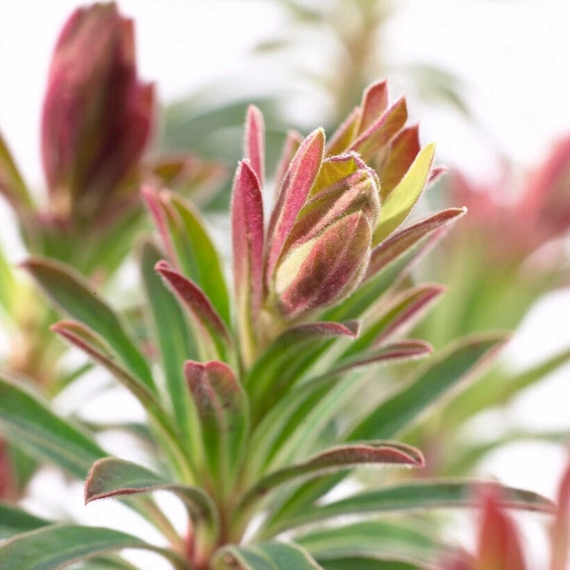 Roots Plants Perennials Euphorbia 'Martini' 4 Roots Plants Perennials Euphorbia 'Martini'