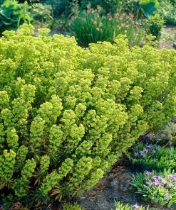 Roots Plants Perennials Euphorbia 'Martini' 7 Roots Plants Perennials Euphorbia 'Martini'