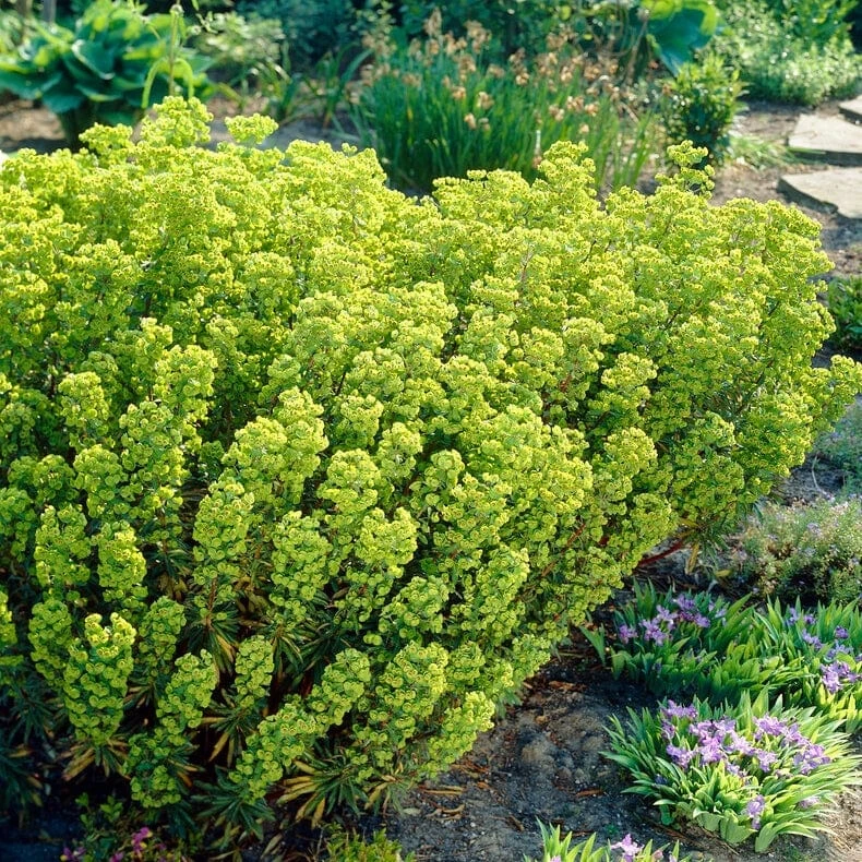 Roots Plants Perennials Euphorbia 'Martini' 5 Roots Plants Perennials Euphorbia 'Martini'